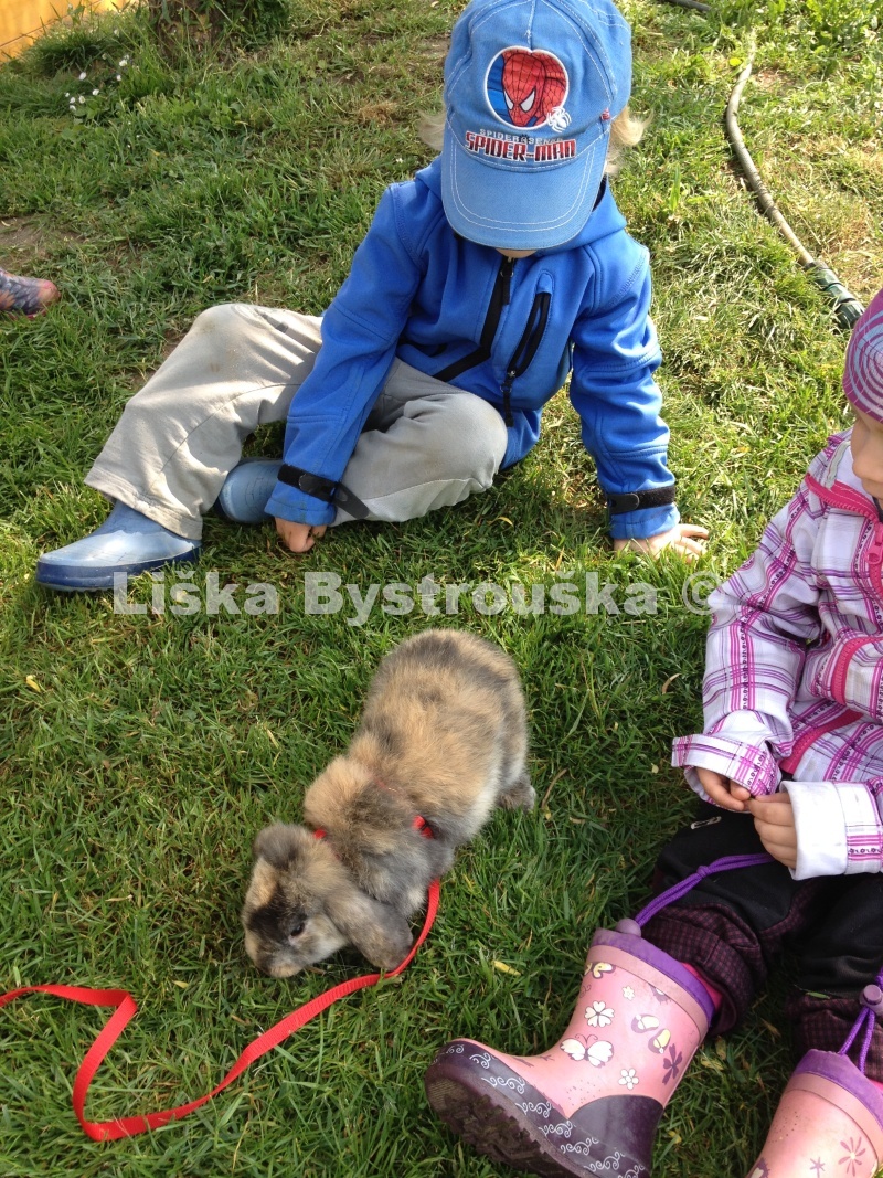 Liška Bystrouška - EKOškolka a jesle